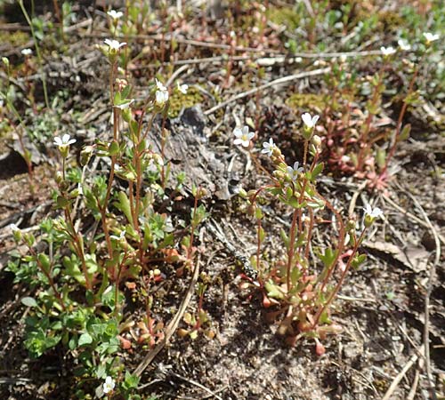 Saxifraga tridactylites \ Dreifinger-Steinbrech / Rue-Leaved Saxifrage, D Viernheim 11.4.2018