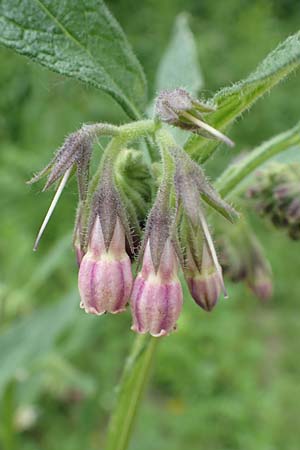 Symphytum x rakosiense \ Beinwell-Hybride / Hybrid Comfrey, D Köln-Zündorf 23.5.2018