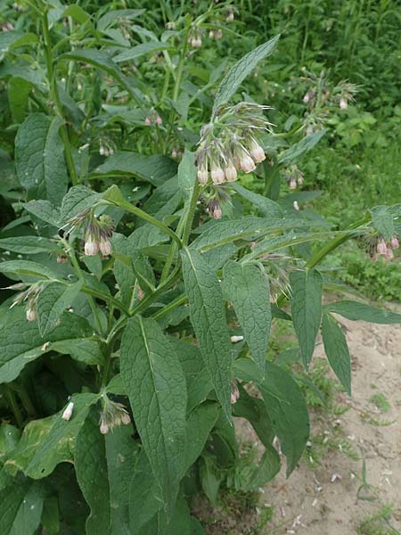 Symphytum x rakosiense \ Beinwell-Hybride / Hybrid Comfrey, D Köln-Zündorf 23.5.2018