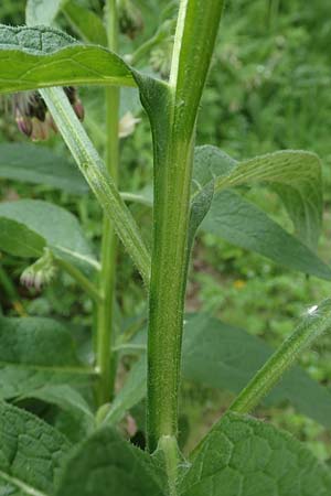 Symphytum x rakosiense \ Beinwell-Hybride / Hybrid Comfrey, D Köln-Zündorf 23.5.2018