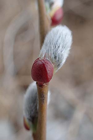 Salix caprea \ Sal-Weide / Goat Willow, D Pfalz, Speyer 6.3.2019