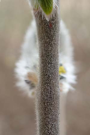 Salix caprea \ Sal-Weide / Goat Willow, D Römerberg 13.3.2019