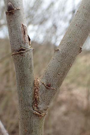 Salix caprea \ Sal-Weide / Goat Willow, D Römerberg 13.3.2019