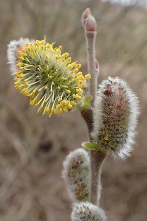 Salix caprea \ Sal-Weide / Goat Willow, D Römerberg 13.3.2019