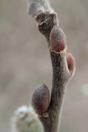 Salix caprea \ Sal-Weide / Goat Willow, D Römerberg 13.3.2019