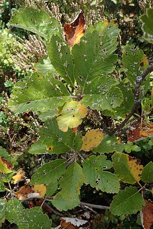 Sorbus x pinnatifida \ Bastard-Eberesche, D Schwarzwald, Hornisgrinde 6.9.2019