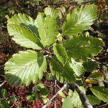 Sorbus x pinnatifida \ Bastard-Eberesche / Hybrid Whitebeam, D Schwarzwald/Black-Forest, Hornisgrinde 6.9.2019