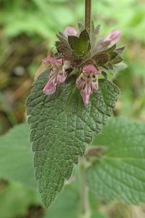 Stachys x ambigua \ Zweifelhafter Ziest / Hybrid Woundwort, D Siegbach-Übernthal 22.6.2020