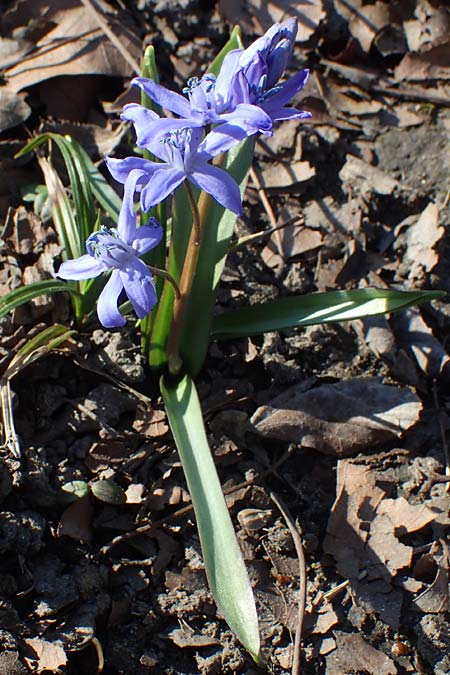 Scilla bifolia x luciliae x siehei / Hybrid Scilla, D Ludwigshafen 9.3.2022