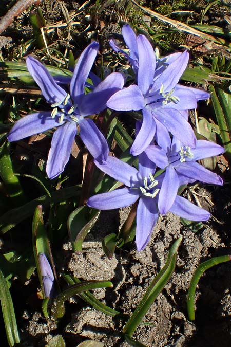 Scilla bifolia x luciliae x siehei \ Hybrid-Scilla / Hybrid Scilla, D Ludwigshafen 9.3.2022