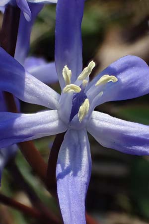 Scilla bifolia x luciliae x siehei \ Hybrid-Scilla / Hybrid Scilla, D Ludwigshafen 9.3.2022