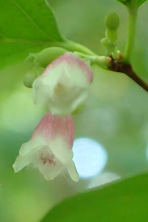 Symphoricarpos albus \ Schneebeere, D Mannheim 21.8.2015