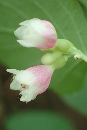 Symphoricarpos albus / Snowberry, D Mannheim 21.8.2015