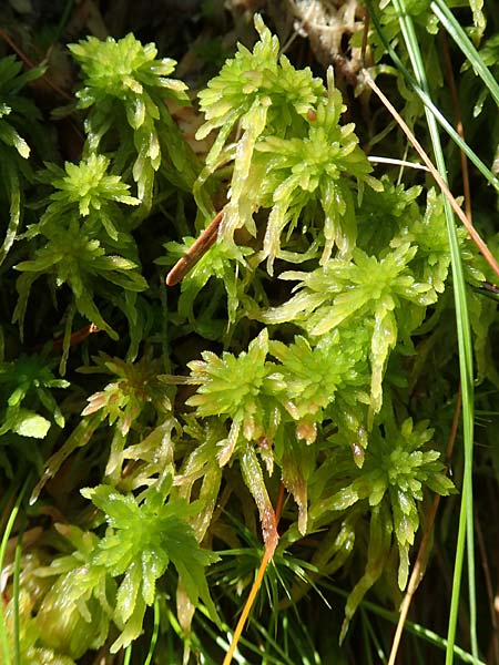Sphagnum flexuosum \ Gekrmmtes Torfmoos / Flexuous Peat Moss, D Schwarzwald/Black-Forest, Allerheiligen 1.8.2017