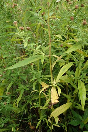 Symphyotrichum parviflorum \ Kleinbltige Herbst-Aster / Smallflower Tansy Aster, Shore Aster, D Mannheim-Kirschgartshausen 8.10.2017