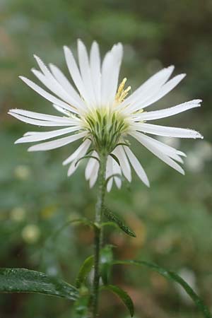 Symphyotrichum lanceolatum \ Lanzett-Herbst-Aster / Narrow-Leaved Michaelmas Daisy, White Panicle Aster, D Wachenheim 15.10.2017