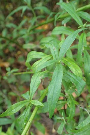 Symphyotrichum lanceolatum \ Lanzett-Herbst-Aster / Narrow-Leaved Michaelmas Daisy, White Panicle Aster, D Wachenheim 15.10.2017