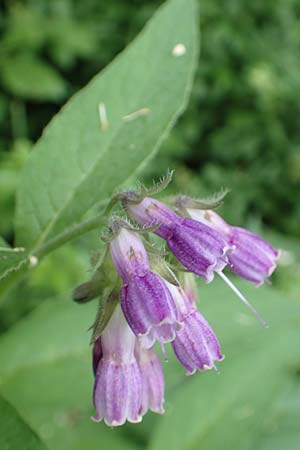 Symphytum officinale \ Gewhnlicher Arznei-Beinwell / Common Comfrey, D Aachen 24.5.2018