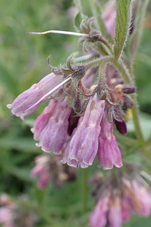 Symphytum officinale \ Gewhnlicher Arznei-Beinwell / Common Comfrey, D Winterberg 15.6.2018