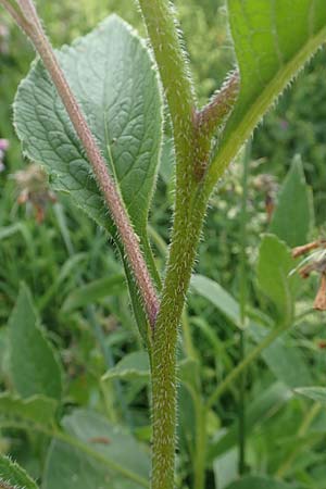 Symphytum officinale \ Gewhnlicher Arznei-Beinwell / Common Comfrey, D Winterberg 15.6.2018