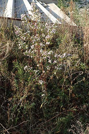 Symphyotrichum parviflorum \ Kleinbltige Herbst-Aster, D Germersheim 18.10.2018