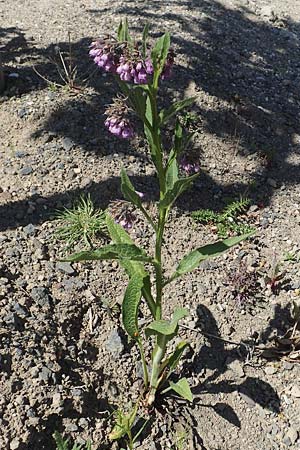 Symphytum uplandicum \ Futter-Beinwell / Russian Comfrey, D Mannheim 27.4.2020