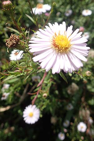 Symphyotrichum lanceolatum \ Lanzett-Herbst-Aster / Narrow-Leaved Michaelmas Daisy, White Panicle Aster, D Bochum 9.9.2020