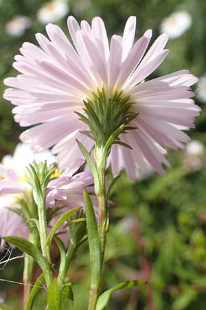 Symphyotrichum lanceolatum \ Lanzett-Herbst-Aster / Narrow-Leaved Michaelmas Daisy, White Panicle Aster, D Bochum 9.9.2020