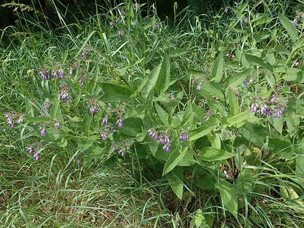 Symphytum uplandicum \ Futter-Beinwell / Russian Comfrey, D Sachsen-Anhalt, Hornburg 7.6.2022