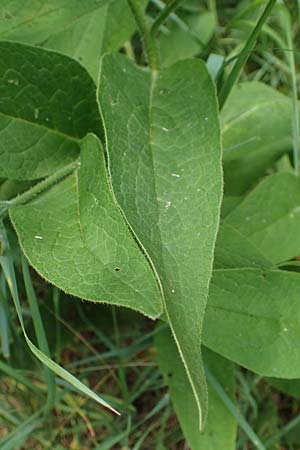 Symphytum uplandicum \ Futter-Beinwell, D Sachsen-Anhalt, Hornburg 7.6.2022