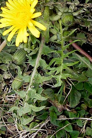 Taraxacum spec9 ? \ Lwenzahn, D Krumbach 8.5.2010