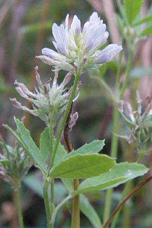 Trigonella caerulea \ Schabzigerklee / Blue Fenugreek, D Pforzheim 28.7.2012