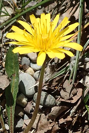 Taraxacum pauckertianum \ Pauckerts Lwenzahn / Pauckert's Dandelion, D Konstanz 24.4.2018