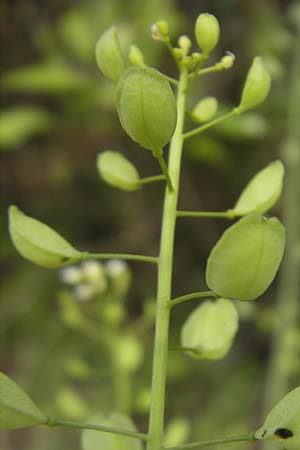 Thlaspi alliaceum \ Lauch-Hellerkraut / Roadside Penny-Cress, Garlic Mustard, D Günzburg 8.5.2010