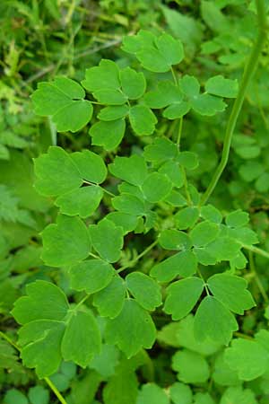 Thalictrum aquilegiifolium \ Groe Wiesenraute, Akeleiblttrige Wiesenraute, D Beuron 11.7.2015