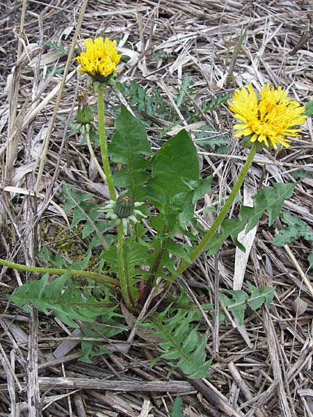 Taraxacum sect. Ruderalia / Dandelion, D Pfalz, Speyer 3.5.2013