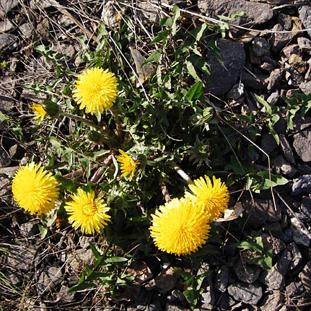 Taraxacum sect. Ruderalia \ Gewhnlicher Lwenzahn, Kuhblume, D Mannheim 14.4.2015