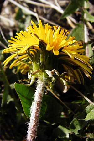 Taraxacum sect. Ruderalia / Dandelion, D Mannheim 14.4.2015