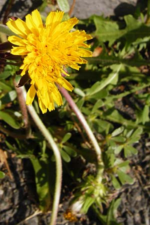 Taraxacum sect. Ruderalia / Dandelion, D Mannheim 8.8.2015