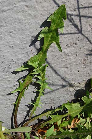 Taraxacum sect. Ruderalia \ Gewhnlicher Lwenzahn, Kuhblume, D Mannheim 8.8.2015