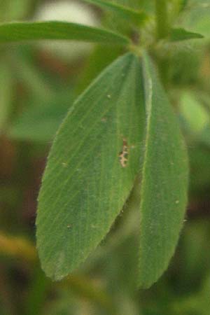 Trifolium alexandrinum \ gyptischer Klee, Alexandriner Klee / Egyptian Clover, Berseem Clover, D Großheubach-Rosshof 16.7.2016