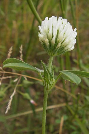 Trifolium alexandrinum \ gyptischer Klee, Alexandriner Klee / Egyptian Clover, Berseem Clover, D Großheubach-Rosshof 16.7.2016