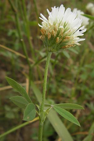 Trifolium alexandrinum \ gyptischer Klee, Alexandriner Klee / Egyptian Clover, Berseem Clover, D Großheubach-Rosshof 16.7.2016