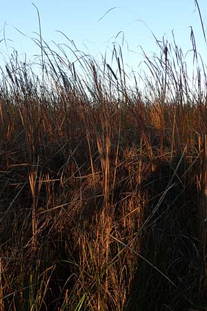 Typha angustifolia \ Schmalblttriger Rohrkolben, D Maulbronn 1.10.2015