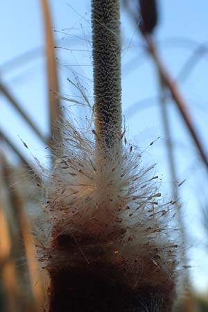Typha angustifolia \ Schmalblättriger Rohrkolben, D Maulbronn 1.10.2015