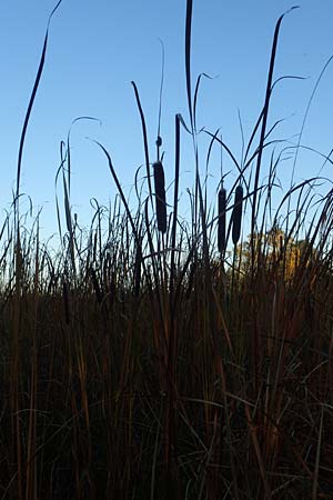 Typha angustifolia \ Schmalblttriger Rohrkolben, D Maulbronn 1.10.2015