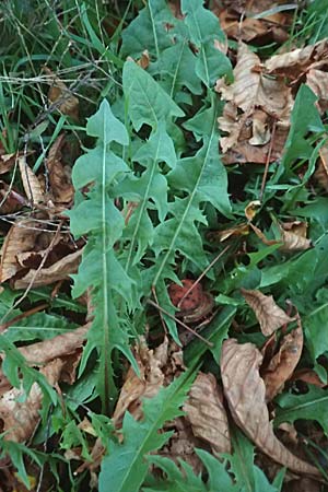 Taraxacum spec4 ? / Dandelion, D Mannheim 6.11.2015