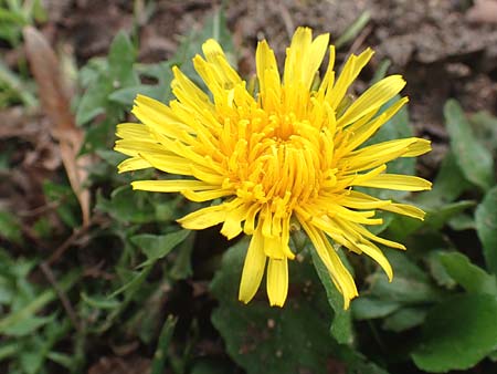 Taraxacum floccosum ? \ Lilahlliger Lwenzahn / Floccose Dandelion, D Mannheim 18.11.2015