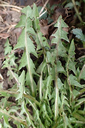 Taraxacum melanostigma ? \ Schwarzgriffeliger Lwenzahn, D Pforzheim 19.3.2016