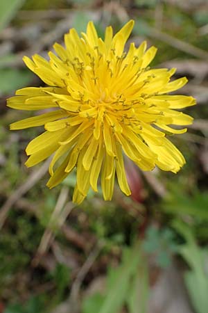 Taraxacum alatum ? \ Geflgelter Lwenzahn / Green Dandelion, D Mannheim 18.4.2016